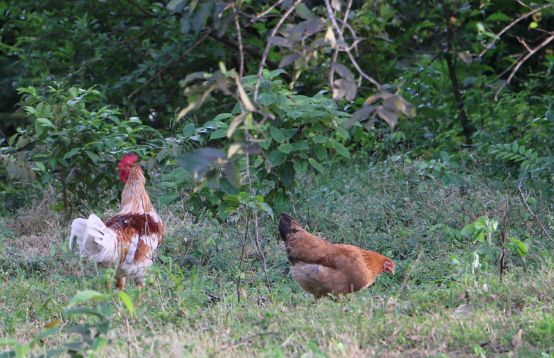 free-range-chickens