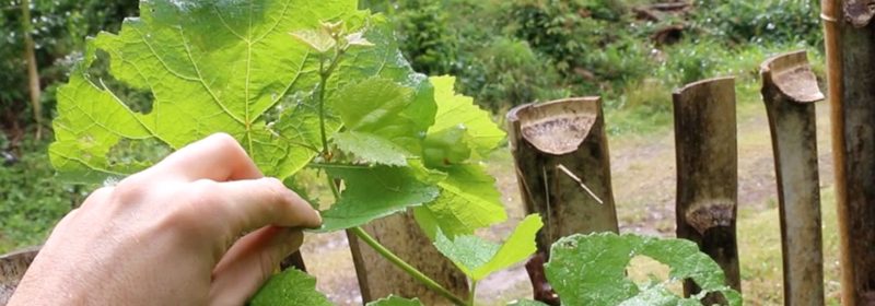 grape-pruned