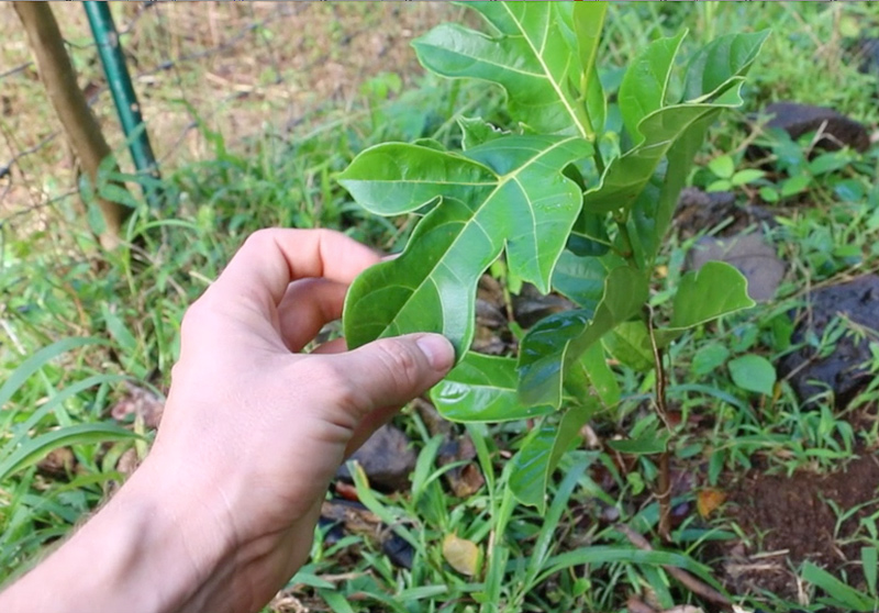 jackfruit-seedling