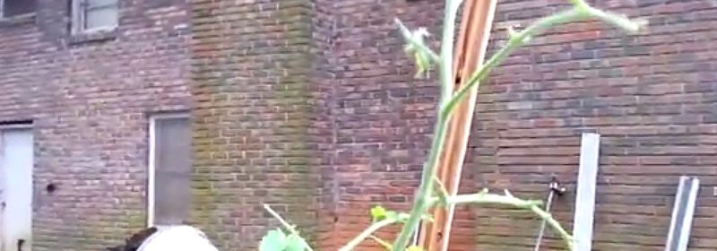tomato-plant-mystery-problem