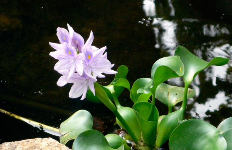 water-hyacinth