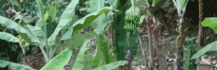 Banana-grove