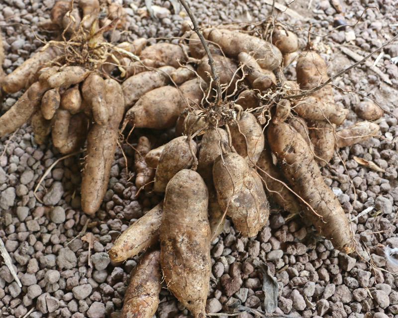Potato-yam-dioscorea
