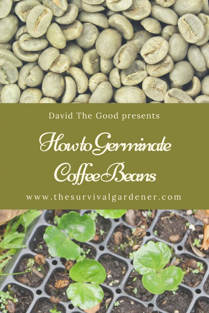 how-to-germinate-coffee-beans
