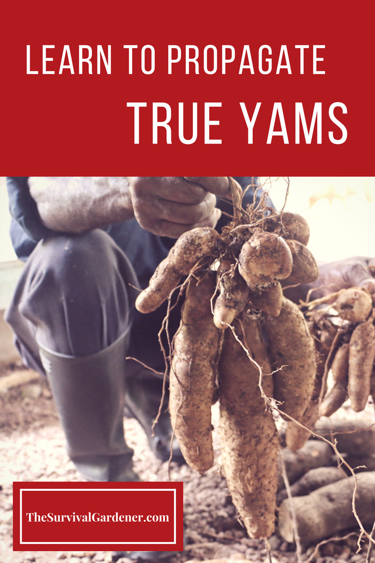 Propagate Yams the Easy Way with Yam Minisetts The Survival Gardener