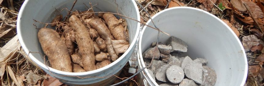 yam-minisetts-ready-for-planting