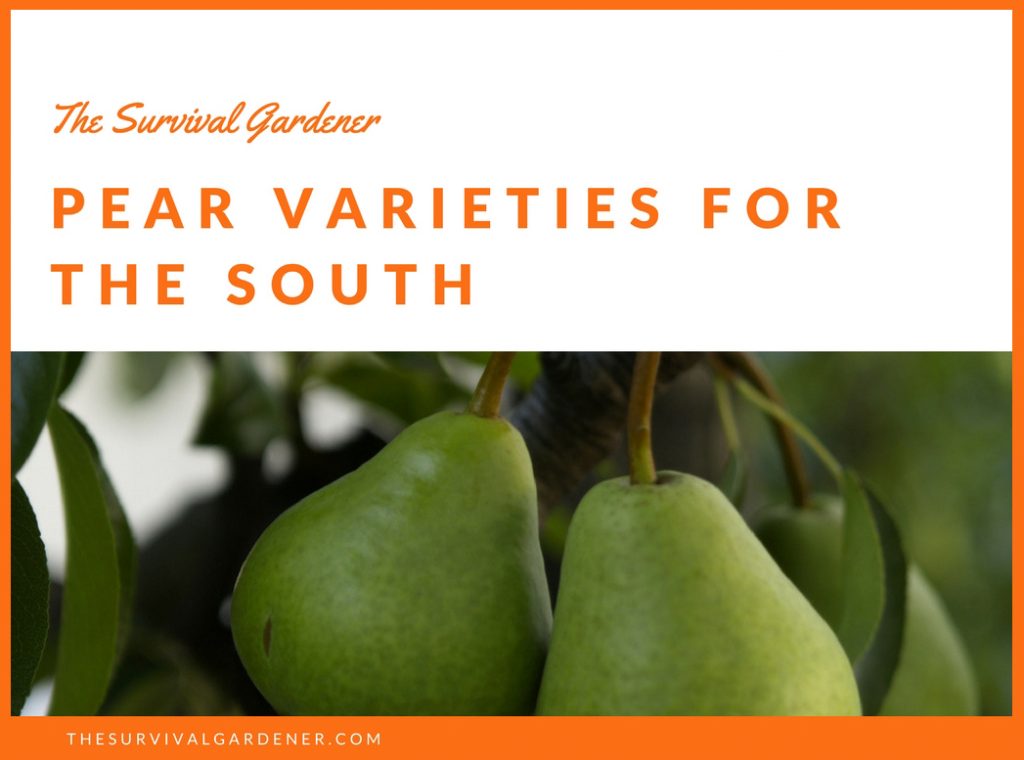 Pear Varieties for the south