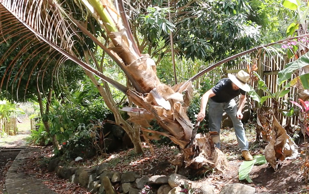 cutting-down-palm-with-lethal-yellowing