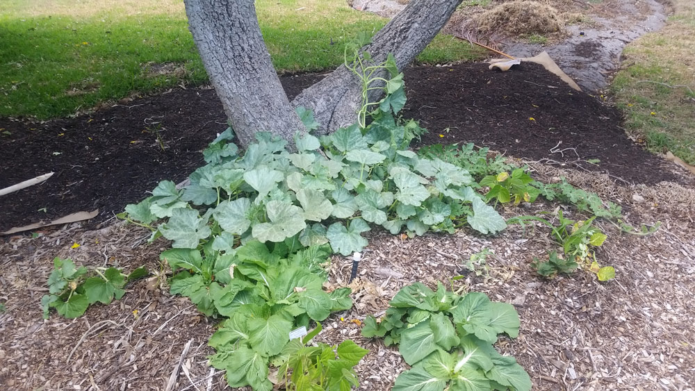 front-yard-seminole-pumpkins-vines