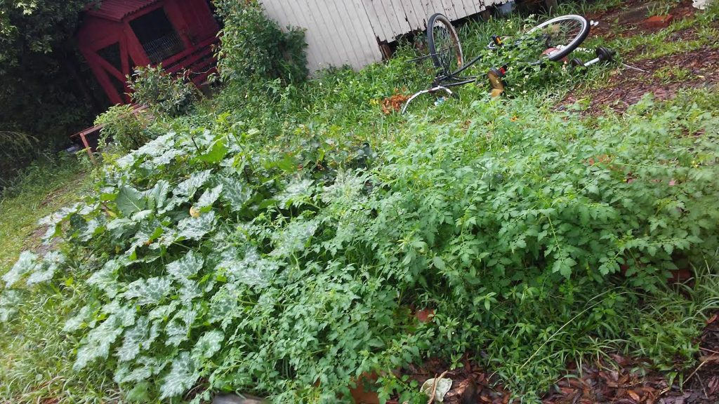gardening in jacksonville seminole pumpkins and everglades tomatoes