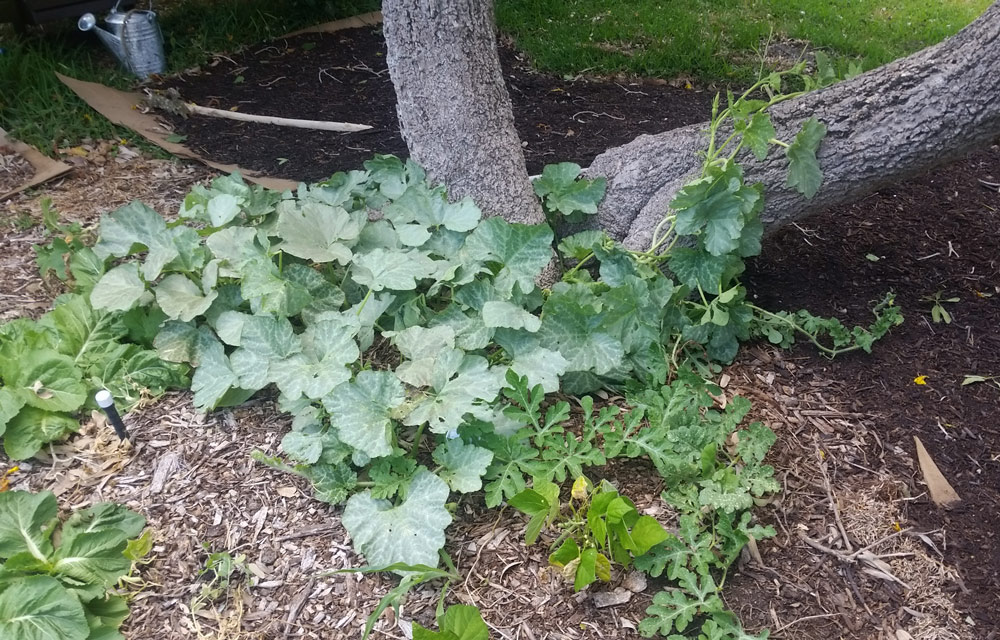 seminole-pumpkin-vines-front-yard