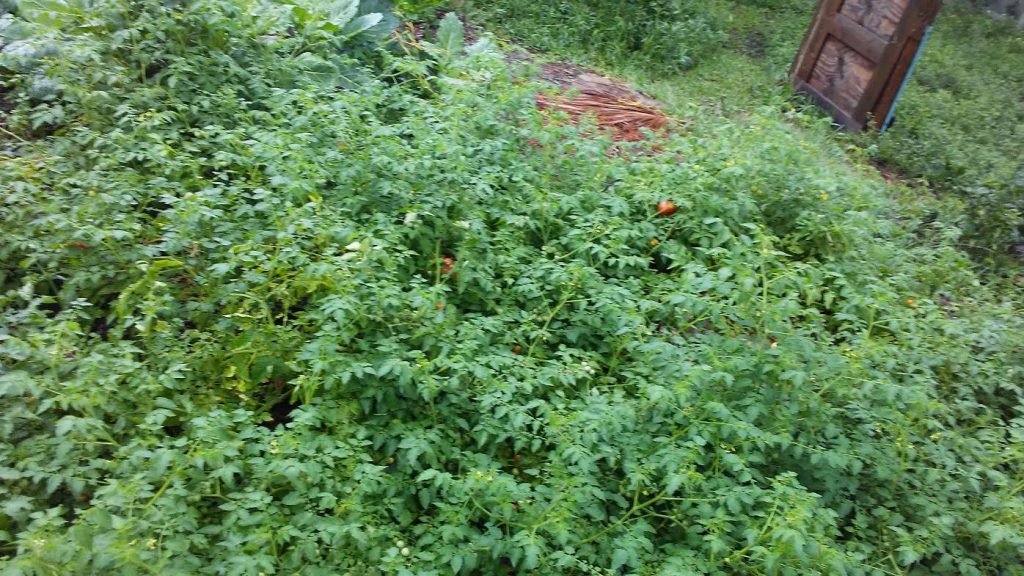 successful gardening in jacksonville everglades tomatoes