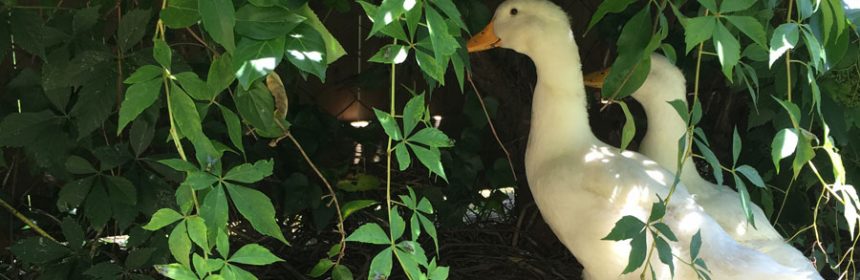 Ducks-in-virgina-garden