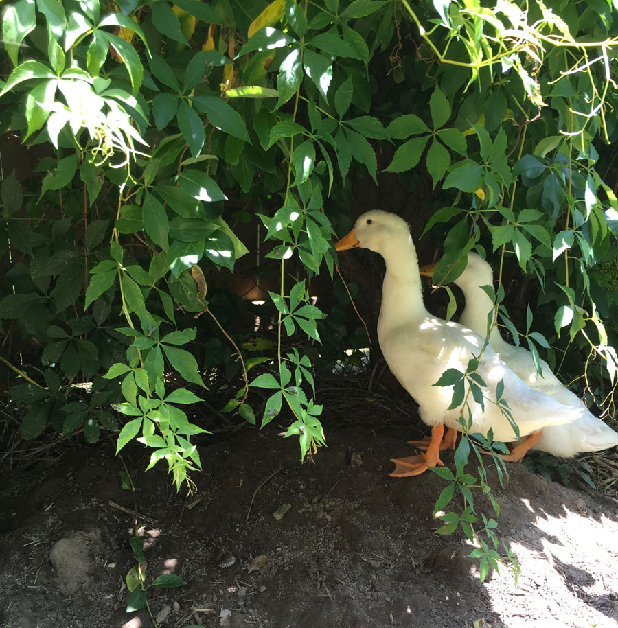 Ducks-in-virgina-garden