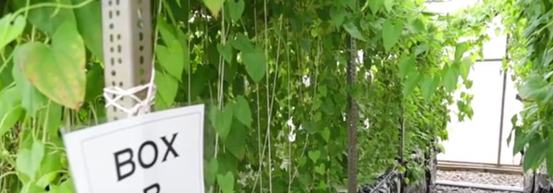 aeroponics-yams