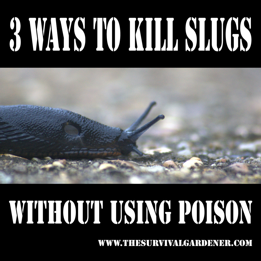 how to kill slugs without poison