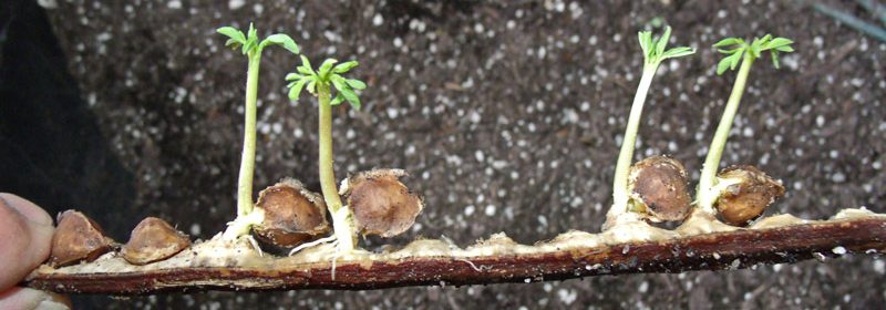 moringa-sprouting-in-pod-3
