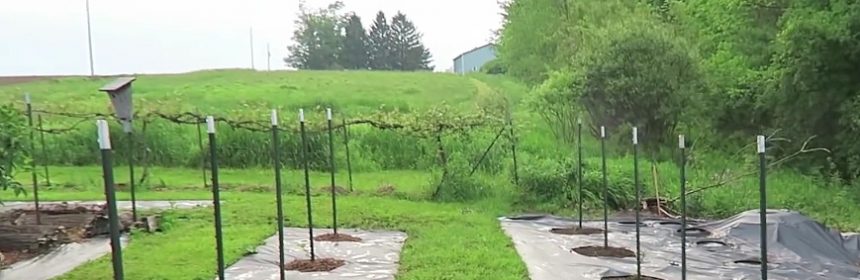 this-agrarian-life