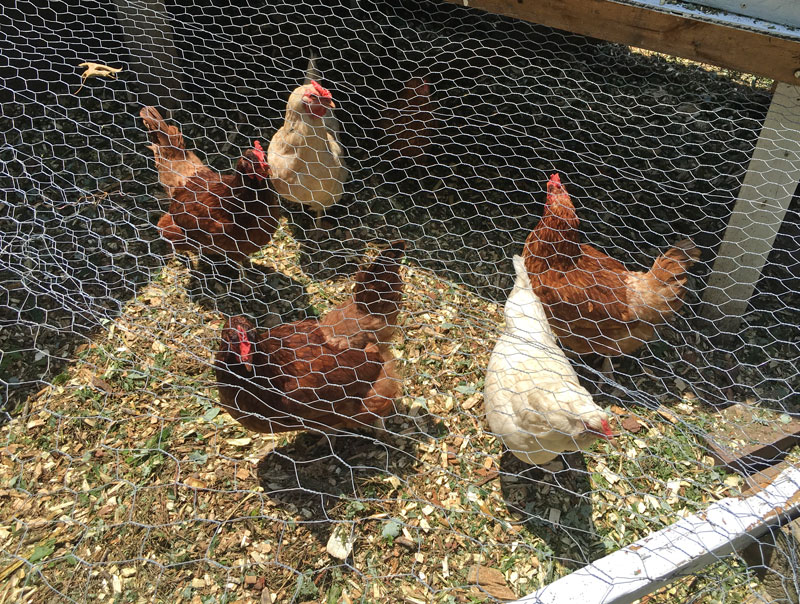 virginia-garden-backyard-chickens