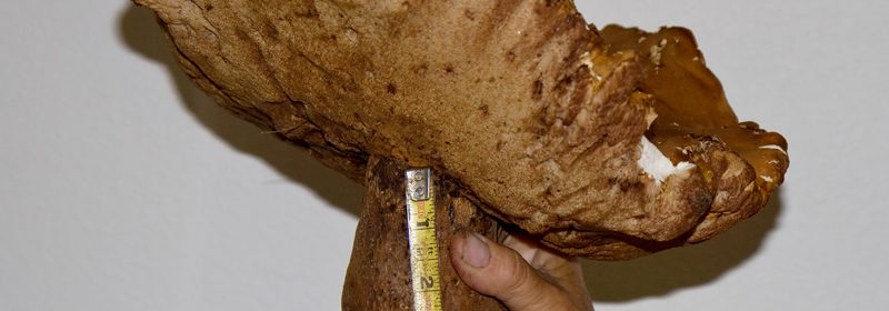 Giant-bolete-in-florida-1