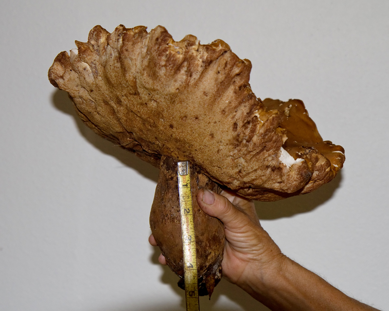 Giant florida bolete mushroom