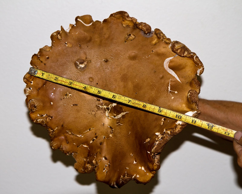 Giant florida bolete mushroom