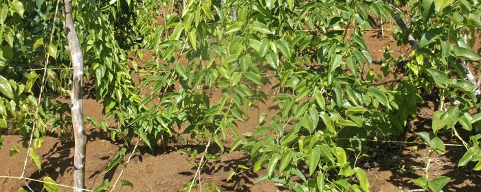 Yam-trellising-system-2