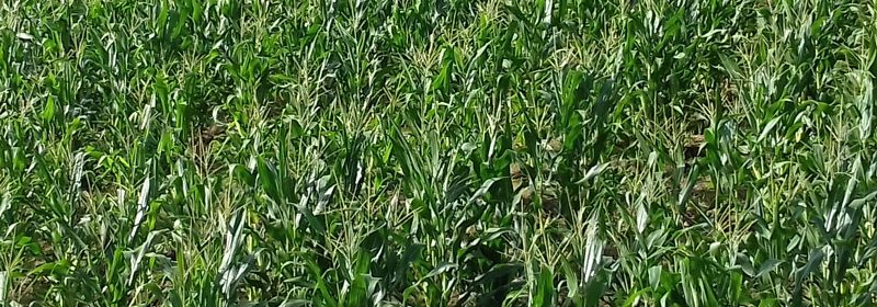 corn-in-stations-featured