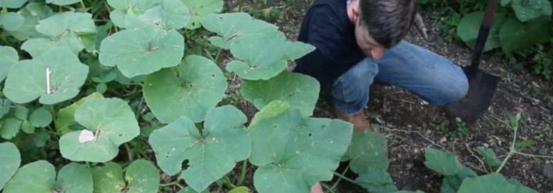 david-the-good-pumpkin-vines
