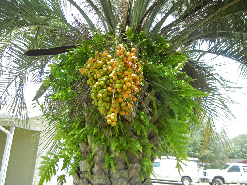 Fruit du palmier Butia