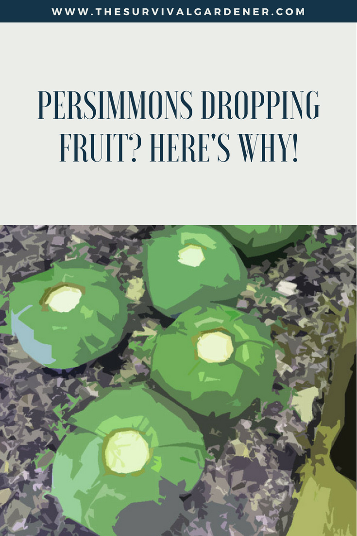 reason-why-persimmons-dropping-fruit-pinterest