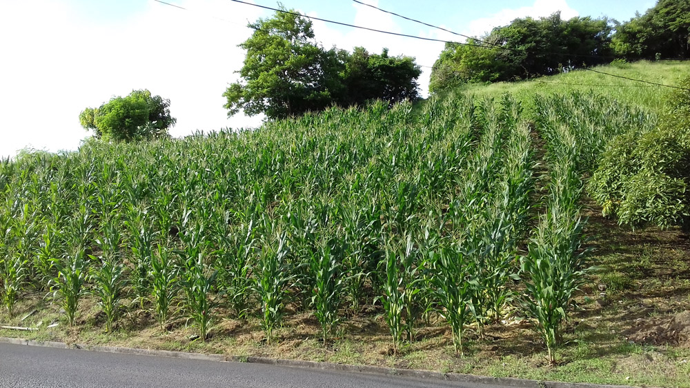 roadside-corn-planted-in-stations-web