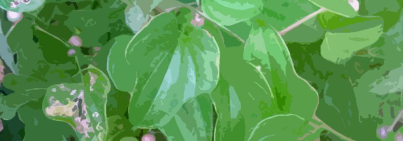 chinese-yam-roots