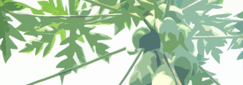papaya-image