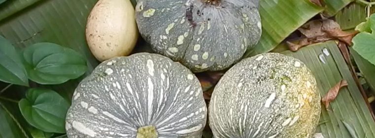 pumpkins-in-a-pile