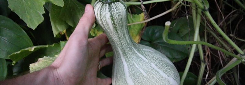 squash-pumpkin