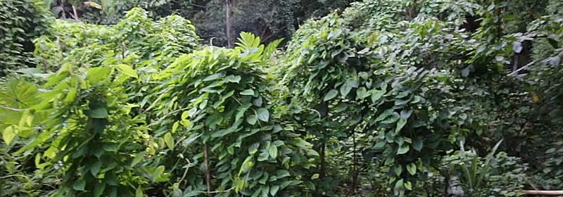 yam-vines