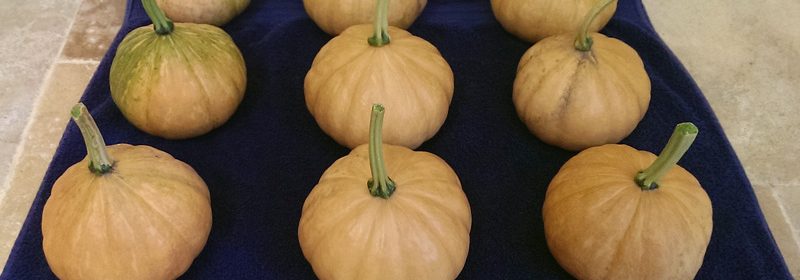 Seminole-pumpkins-douglas-3
