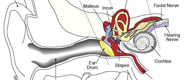 Eardrawing1