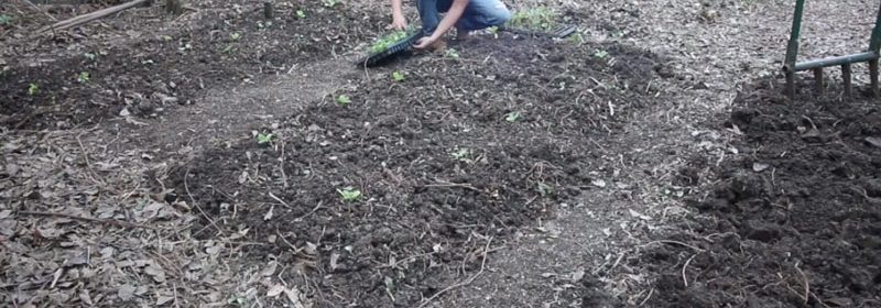 New-garden-beds