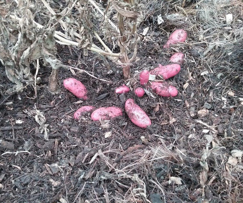 planting potatoes in fall