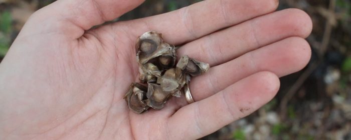 moringa-seeds