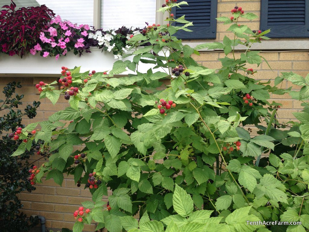Amy Stross recommends growing black raspberries in your edible landscaping
