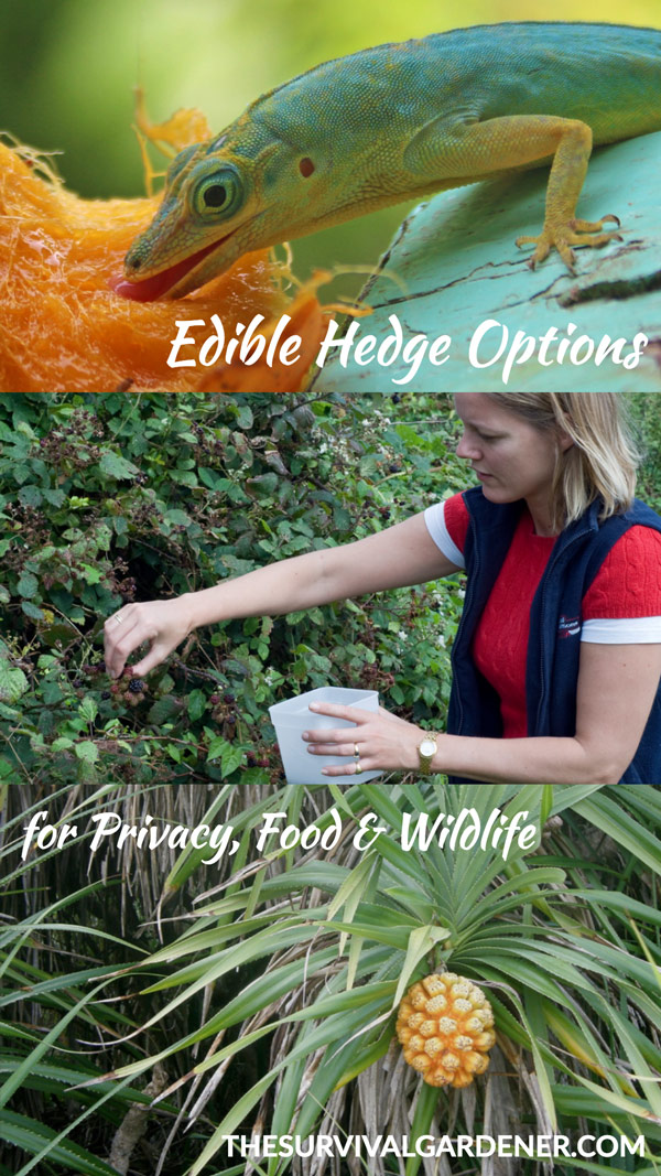 edible hedge ideas