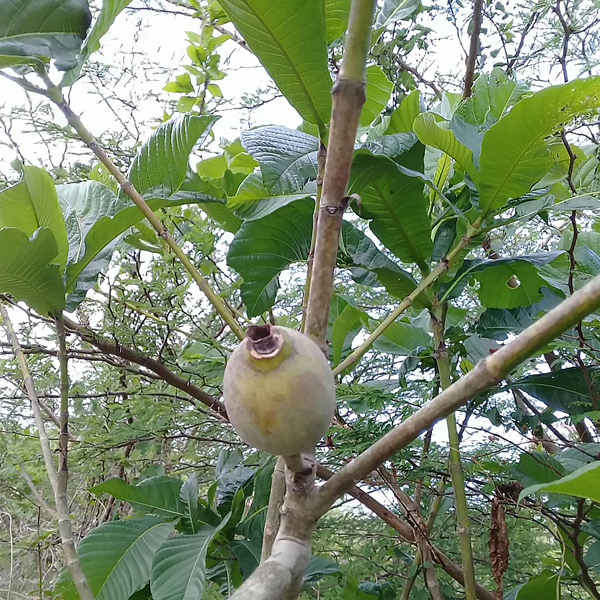 genipa americana fruit on tree