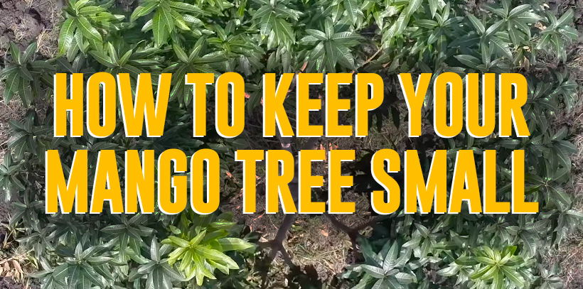 Why You Should Keep Mango Trees Small And How To Do It The