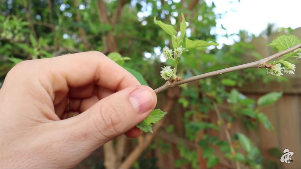 Mulberries Growing in South Florida The Survival Gardener