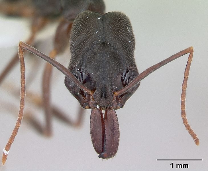 giant black ant alabama stings