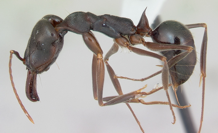 giant black stinging ant alabama lives in leaves