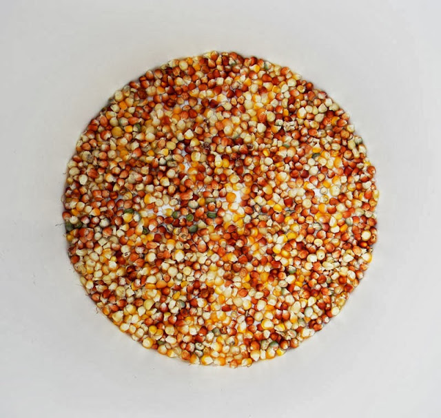 beautiful grain corn